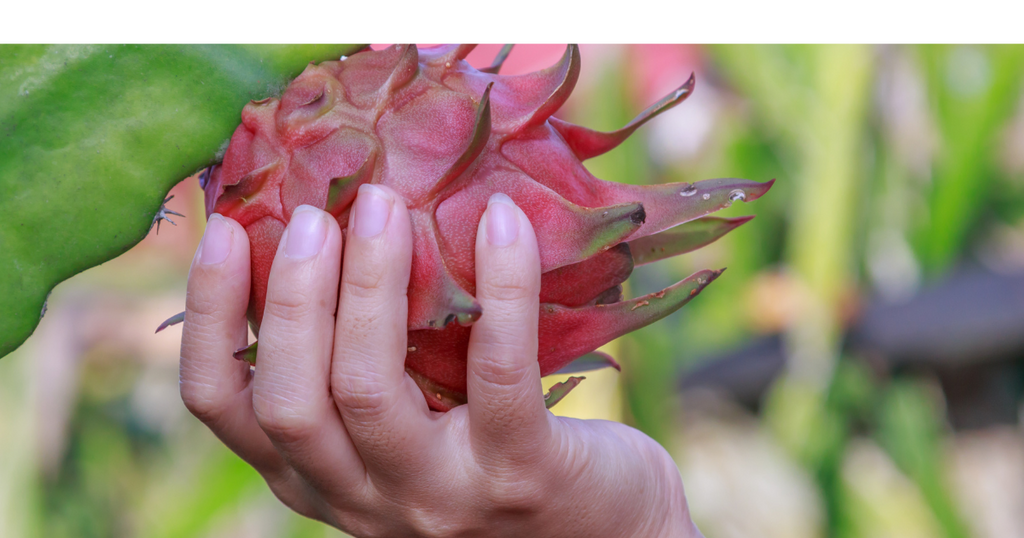 Dragon Fruit: Nutrition Facts and Health Benefits