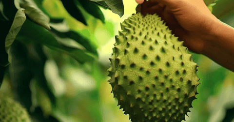 Guyabano (Soursop) and its Many Health Benefits