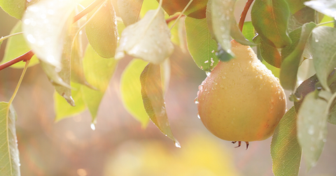 7 Health Benefits and Nutrition Facts of Pears