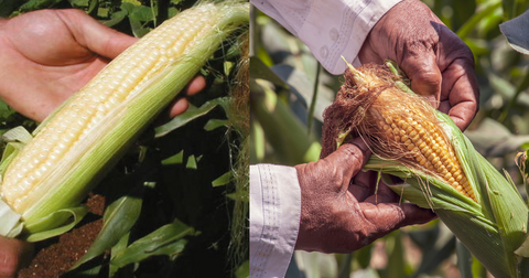 White Corn vs. Yellow Corn: Which is Better for Health?
