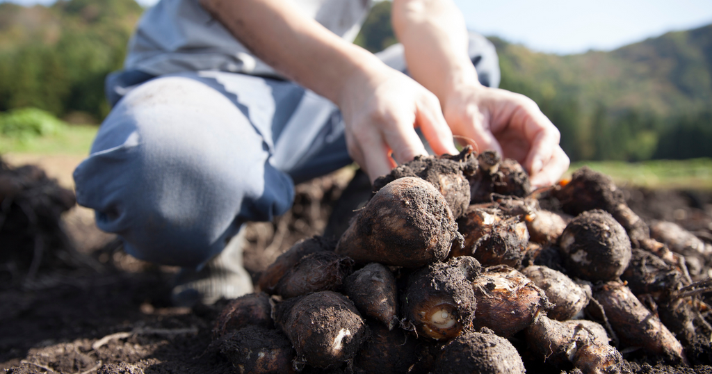 What Is Taro or Gabi? 5 Ways To Serve It