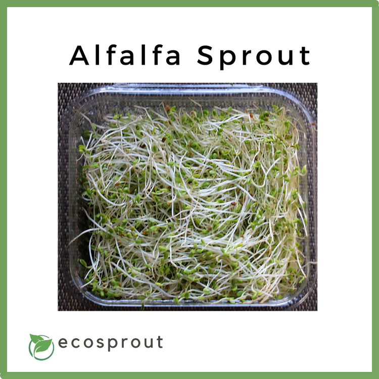 Alfalfa Sprout | per pack
