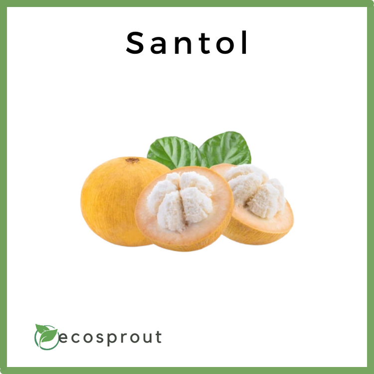 Santol | Per KG