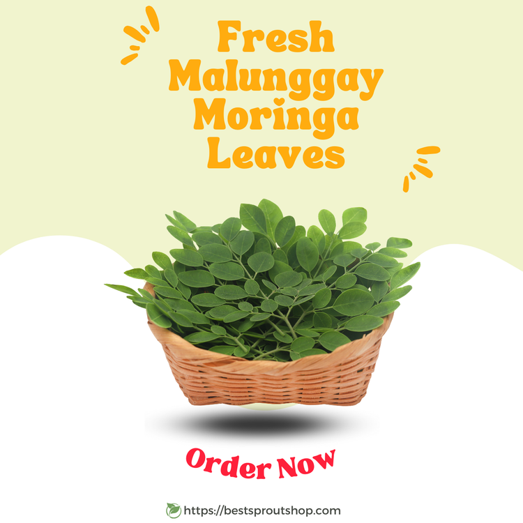 Fresh_Malunggay_Moringa_Leaves