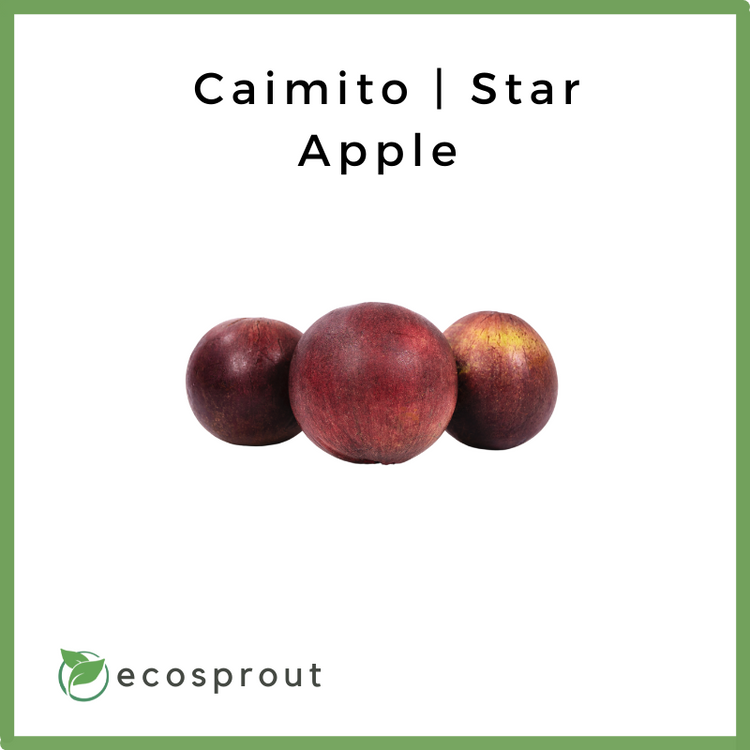 Caimito | Star Apple | 1Kg