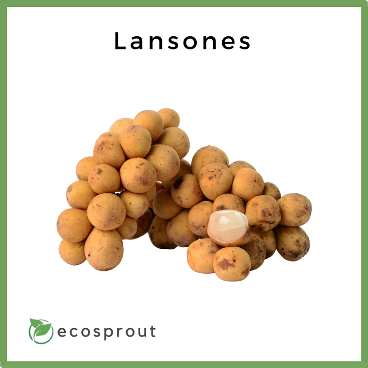 Lansones Native | Davao Longkong | From 500g