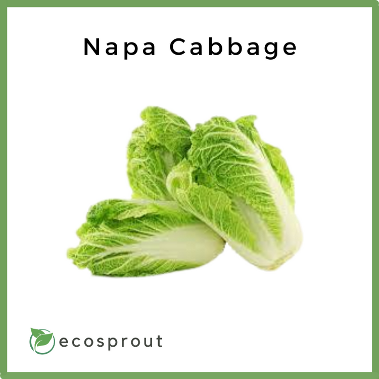 Napa Cabbage | Per Head