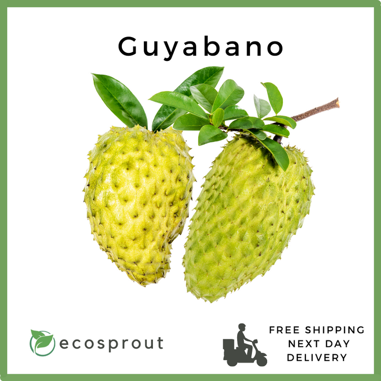 Guyabano | Soursop | KG