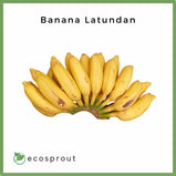 Banana Latundan | 1kg