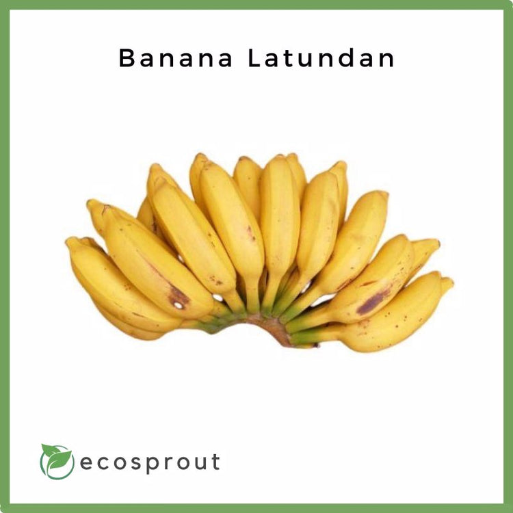 Banana Latundan | 1kg