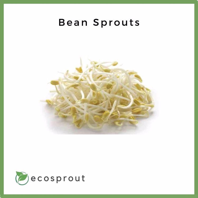 Bean Sprouts | From 500g