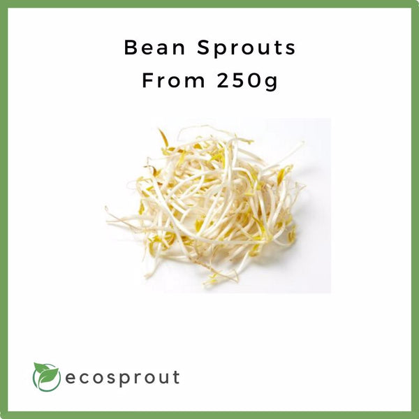 Fresh Bean Sprouts For Delivery Near Me Ecosprout