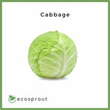 Cabbage | Head