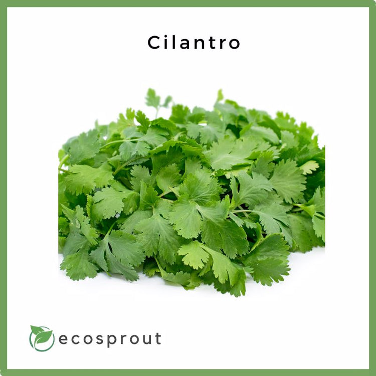 Cilantro | Coriander | 50g
