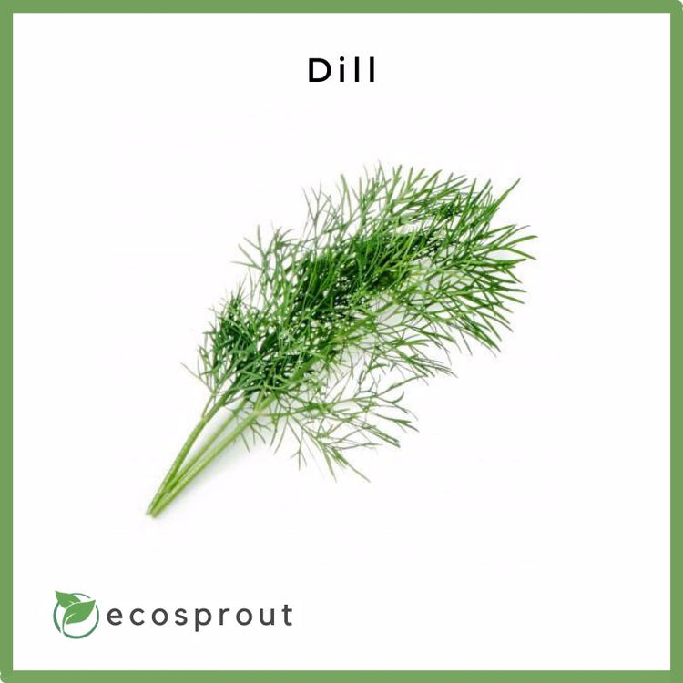 Dill | 50g