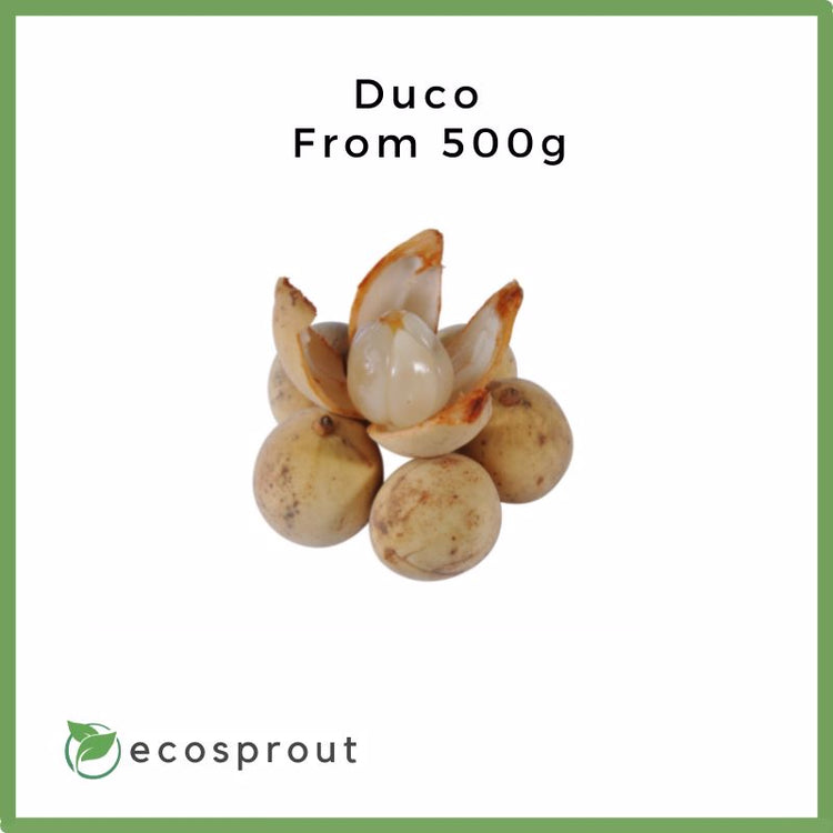 Lansones | Duco Variety | From 500g