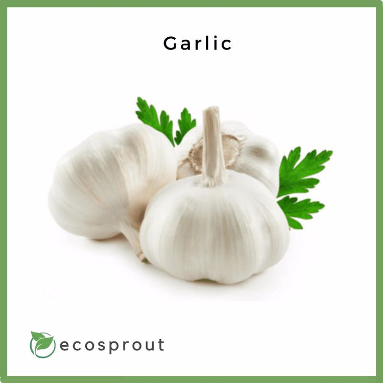 Garlic | From 250g