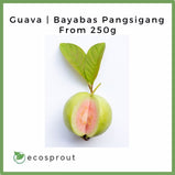 Guava | Bayabas Pangsigang | From 250g