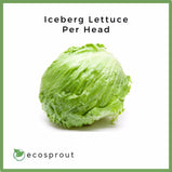 Iceberg Lettuce | Head