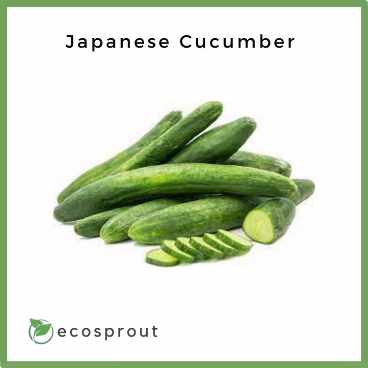 Japanese Cucumber | 1KG