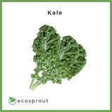 Kale | 250g Per Pack