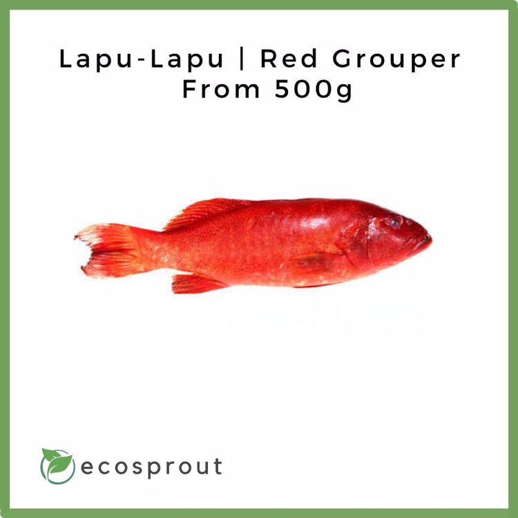 Lapu-Lapu | Red Grouper (500g)
