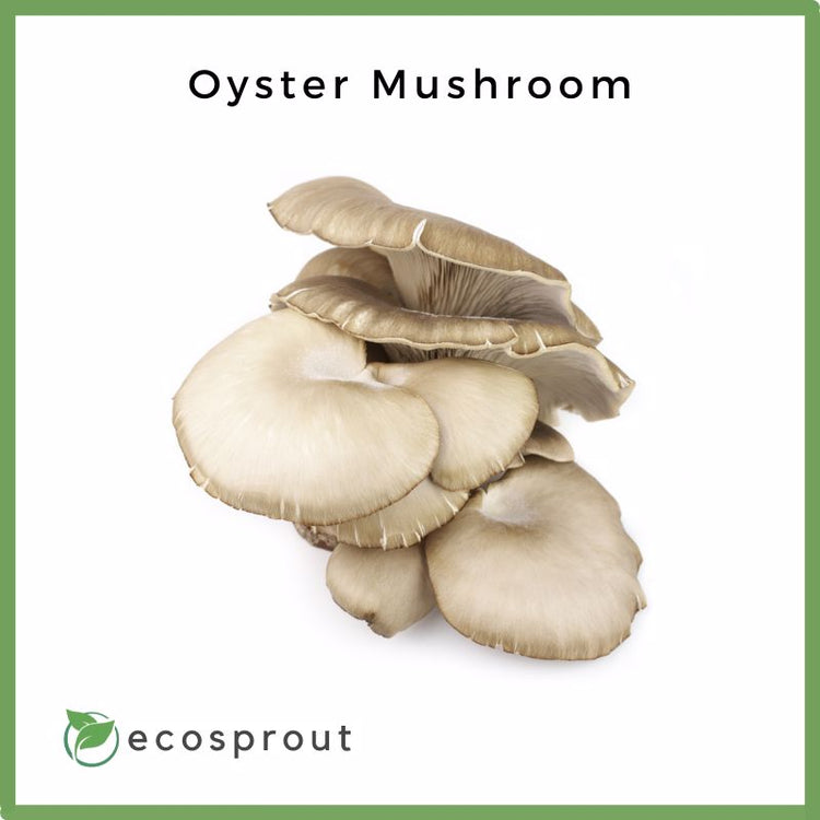 Oyster Mushroom | Per Pack