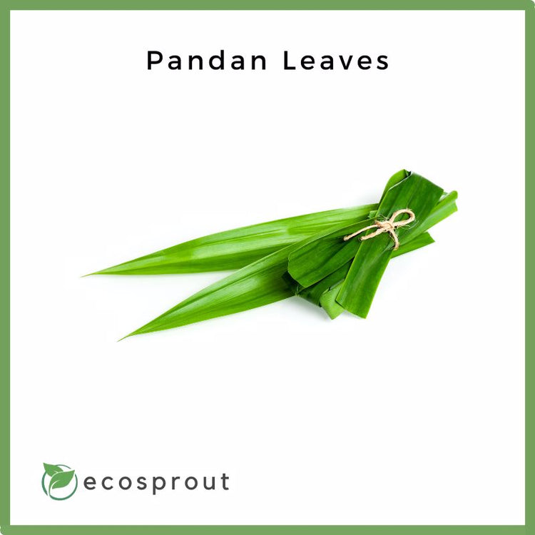 Pandan Leaves | Bundle