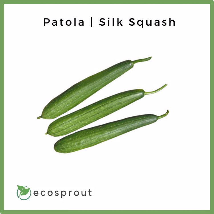 Patola (Silk Squash) | 300g