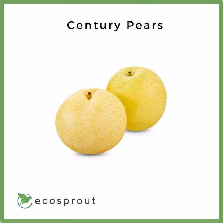 Century Pears | 3 for 195