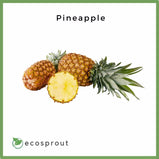 Pineapple | 1kg