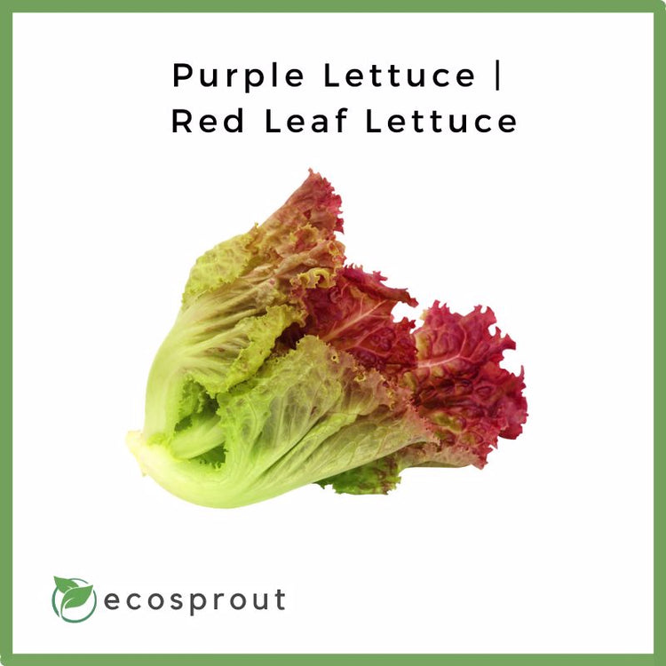 Purple Lettuce | Red Leaf Lettuce | 300g