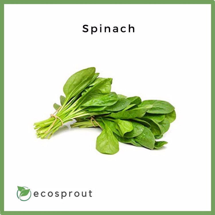 New Zealand Spinach | 250g Per Pack