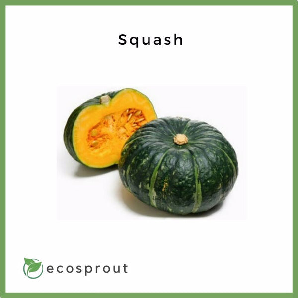 Fresh Squash For Delivery Near Me Ecosprout