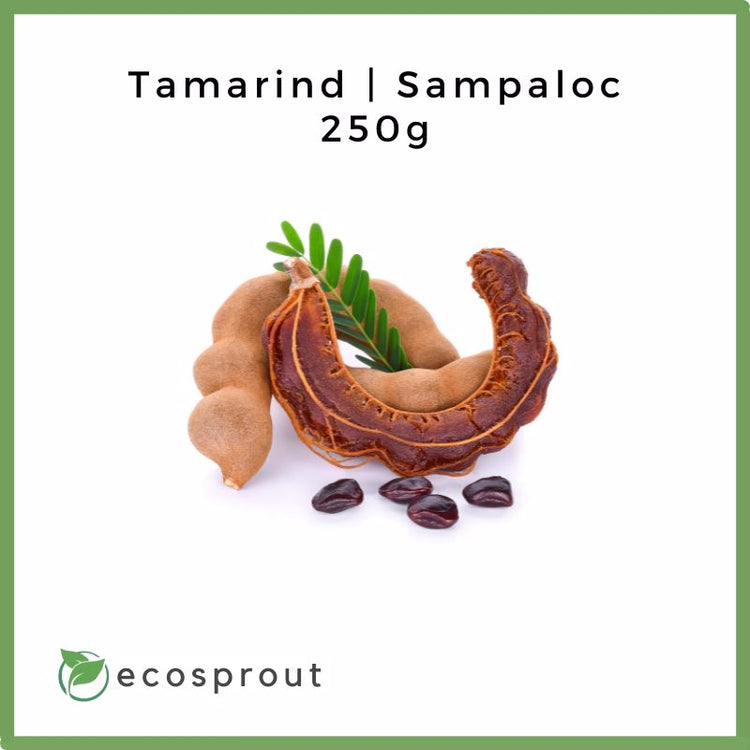 Tamarind | Sampaloc