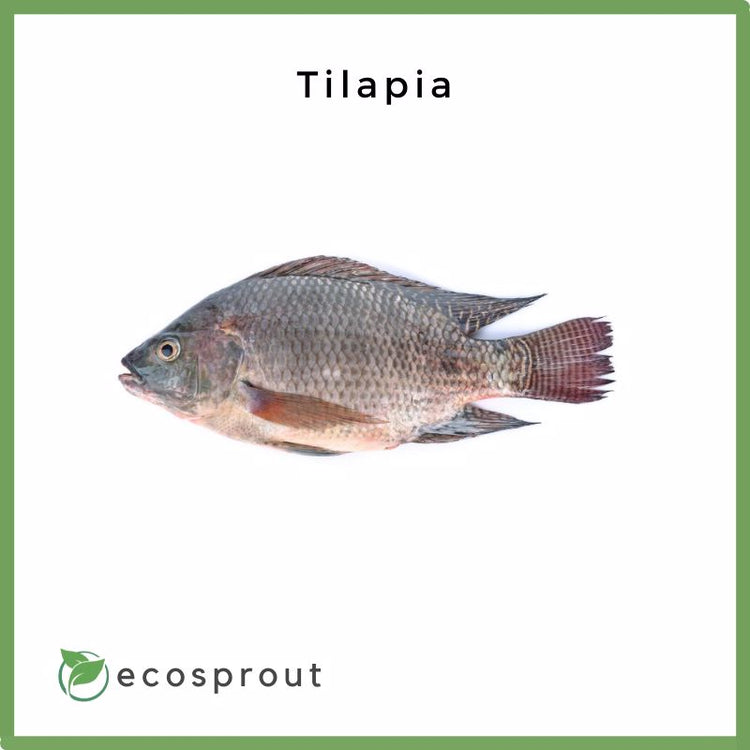 Tilapia | 1kg