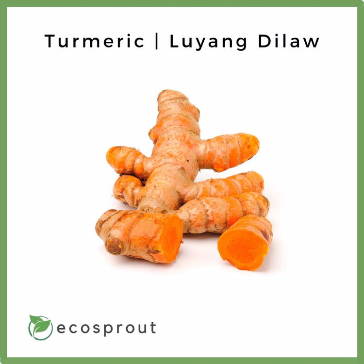 Turmeric | Luyang Dilaw | 250g-1KG