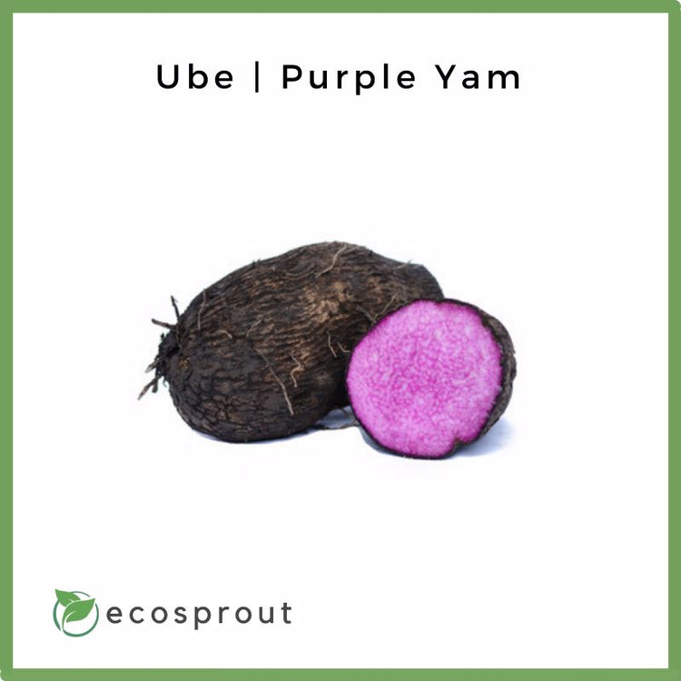 Ube | Purple Yam | 1kg