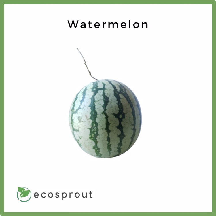 Watermelon | Piece
