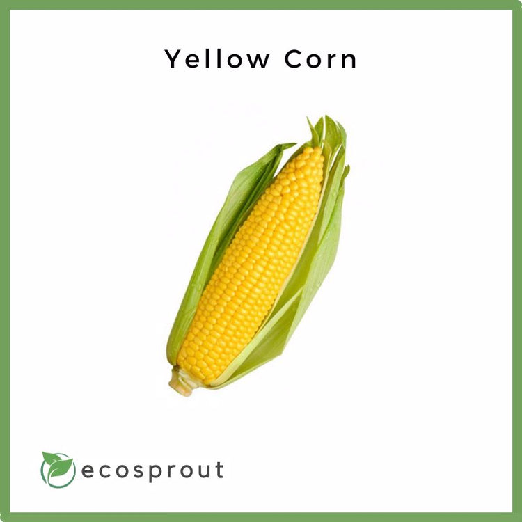 Yellow Corn for Delivery
