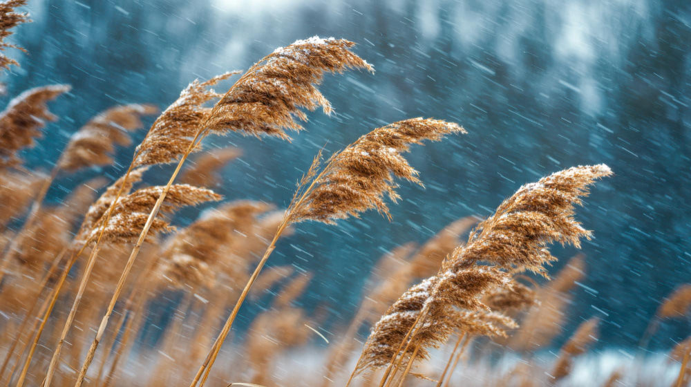 Rain Cuts Canada’s Malting Barley Supply for 2026-27