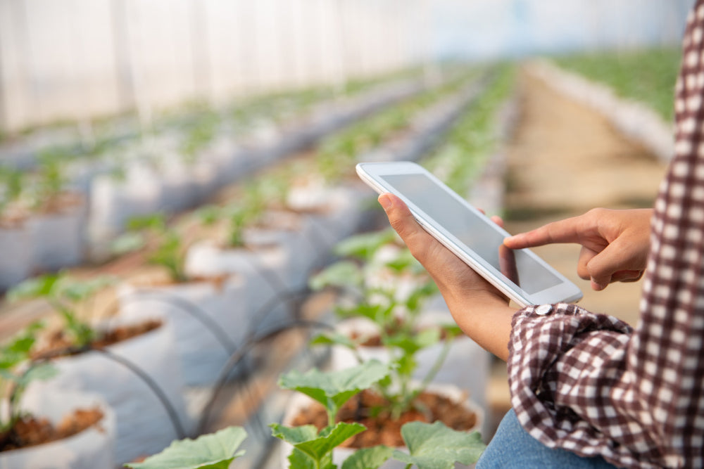 Aramco Ventures Funds Mitti Labs' Asia Rice Push