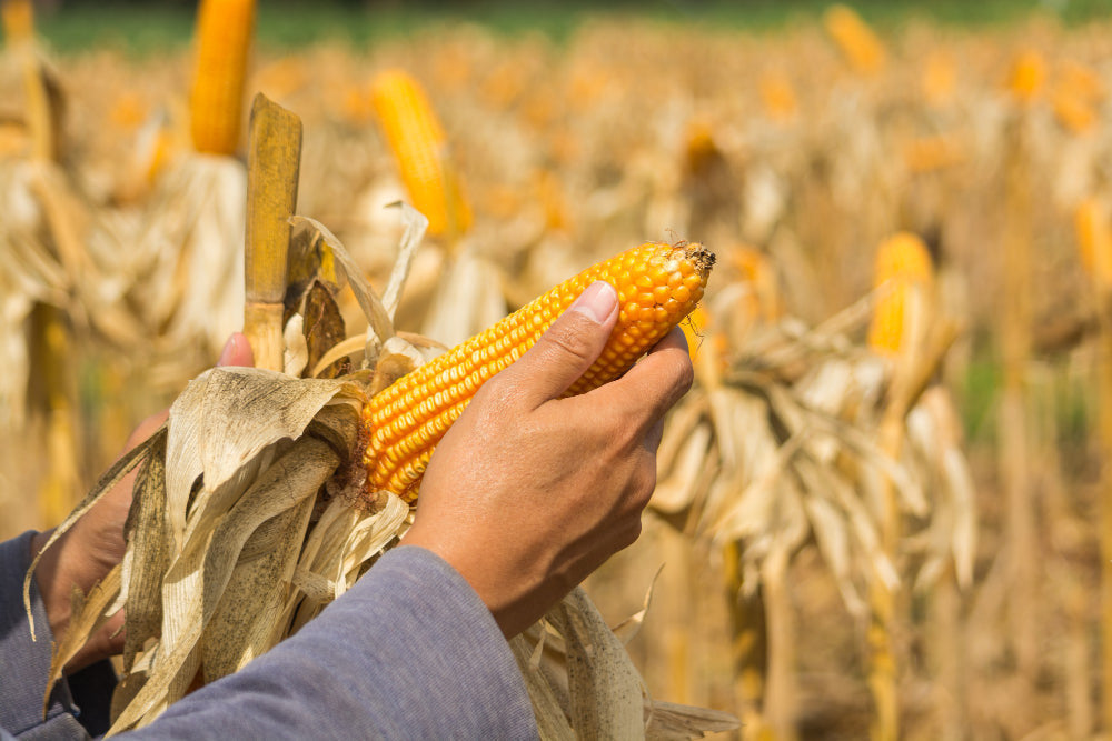 Corn and Feed Lift US Farm Export Prices to 5.8%
