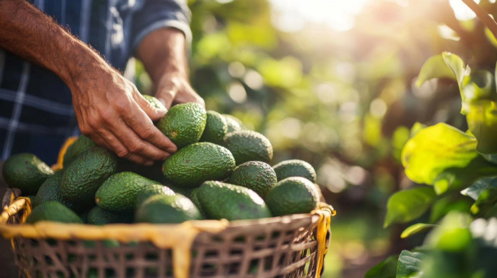 Australian Avocado Exports Hit Record 18,400 Tons