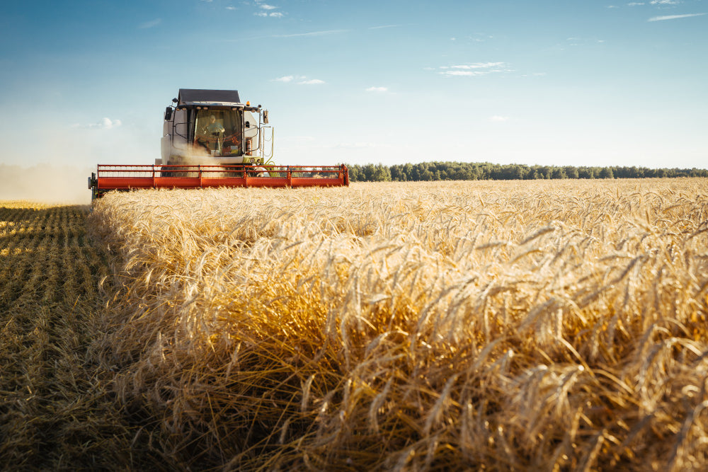 Canada Wheat Crop Still Tops 5-Year Average by 9%