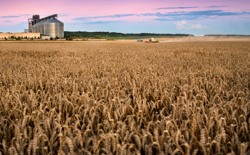 Chicago Wheat Jumps 22¢ as Russia Rejects Truce