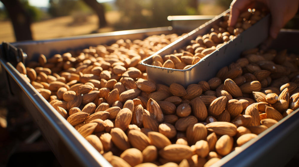 Australia Overtakes US in Almond Sales to China