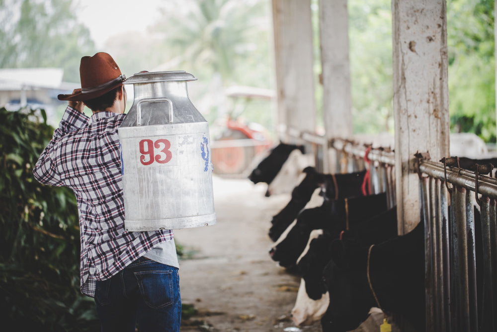 Dairy Prices Fall 4.9% as Milk Powder Supply Surges 20%