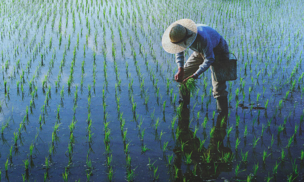 El Niño Set to Cut Global Rice Output by 9M Tonnes