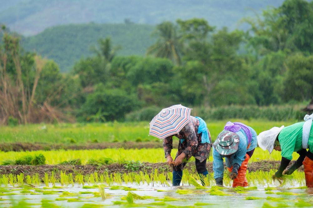 US Hits Thai Rice With 12.5% Tariff